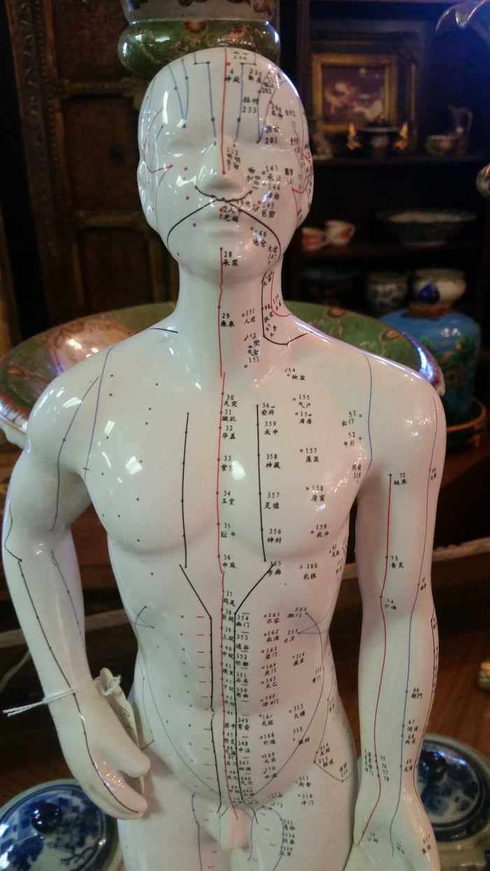 ANATOMY Acupuncture Human Structure-Jantiques LLC.